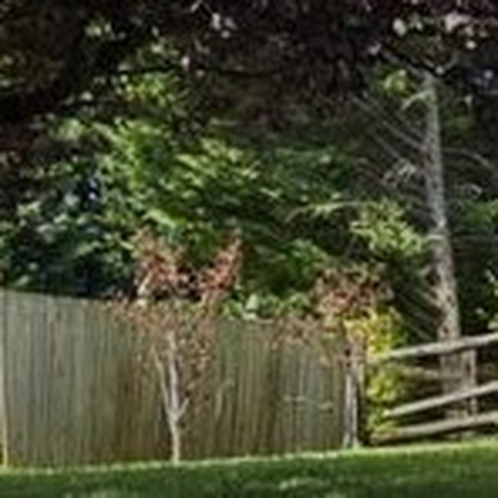 Tycoon Solutions Landscaping - 2 out of 3 dead expensive trees that were to be good for privacy that are anything BUT that! - Snow Removal Near Me Tycoon Solutions Landscaping - 2 out of 3 dead expensive trees that were to be good for privacy that are anything BUT that! - Snow Removal Near Me