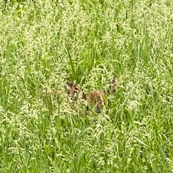 Mendon Ponds Park - Baby fawn in it's little nest - Parks Near Me - Honeoye Falls, New York Mendon Ponds Park - Baby fawn in it's little nest - Parks Near Me - Honeoye Falls, New York
