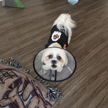 Brookhaven Pet Hospital - Veterinarians Near Me - Garden Grove, California Brookhaven Pet Hospital - Veterinarians Near Me - Garden Grove, California