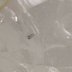 McDonald's - A maggot on top of the ice cube in the water that was suspose to be a sprite