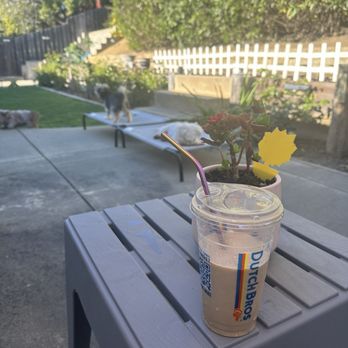 Dutch Bros Coffee - At home enjoying my blended coffee with the puppies. - Juice Bars & Smoothies Near Me - Vallejo, California Dutch Bros Coffee - At home enjoying my blended coffee with the puppies. - Juice Bars & Smoothies Near Me - Vallejo, California