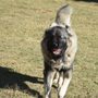 Photo of Canyon Run Dog Park