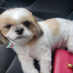 Charlie, my Shi Tzu ready for a nap after his groom Charlie, my Shi Tzu ready for a nap after his groom