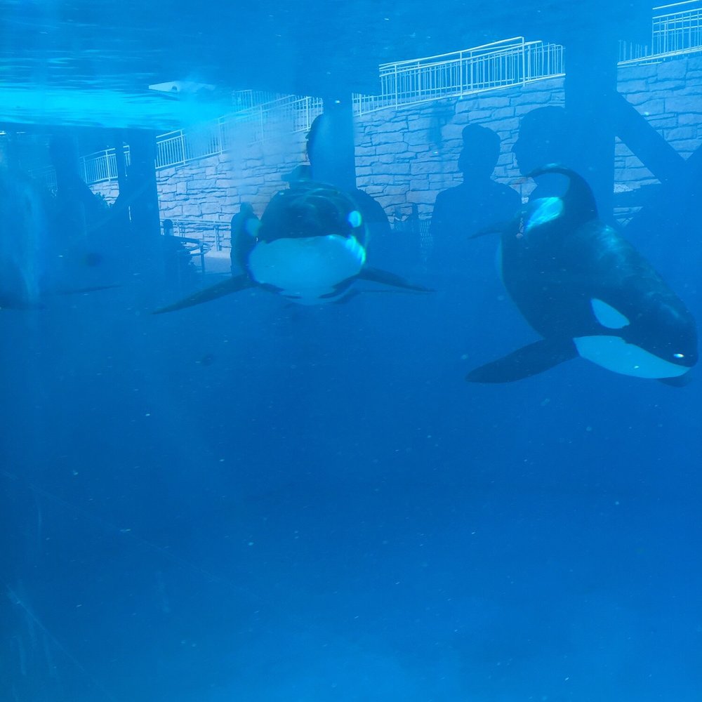 SeaWorld - Zoos Near Me - Los Angeles, California