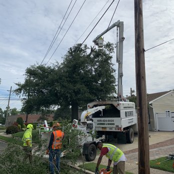 Dogwood Tree Service - Tree Services Near Me - Beverly, New Jersey Dogwood Tree Service - Tree Services Near Me - Beverly, New Jersey