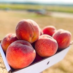 Johnny Appleseed Farm - Peaches