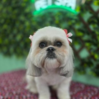 Fur Ever Fablous Pet Spa - Matilda Jane - Pet Groomers Near Me - Morgan's Point, Texas