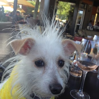 Postino East - Postino loves your dogs as much as you do!! - Wine Bars Near Me - Gilbert, Arizona