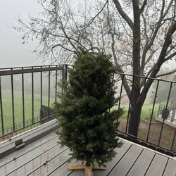 Santa's Surplus Trees - Mini Tree, Noble Fir, getting some rain showers a few days before Christmas.