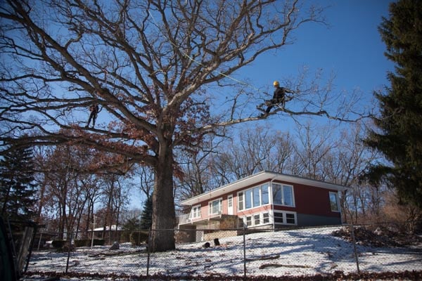 Heartwood Tree Company - tree service in Madison, WI