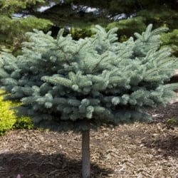 Grimm's Gardens - Evergreen Trees