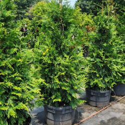 Pine Lake Nursery & Landscaping - They have so much inventory