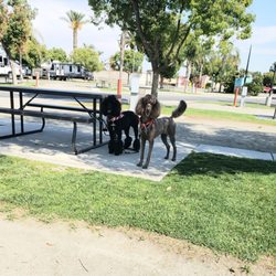 Bakersfield KOA Journey - My dogs enjoying the tree shade