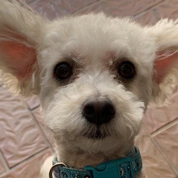 Peak Performance Dog Training - Pet Training Near Me - Ladera Ranch, California Peak Performance Dog Training - Pet Training Near Me - Ladera Ranch, California
