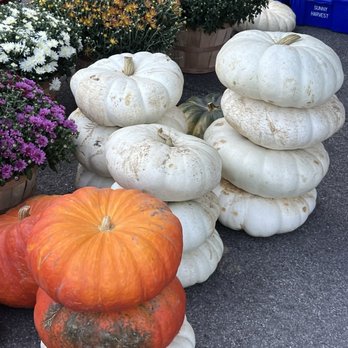 Wheaton French Market - fall mums and pumpkins - Farmers Market Near Me - Wheaton, Illinois