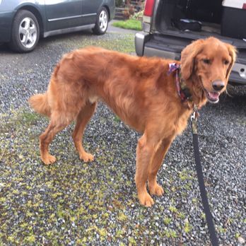 Snohomish Dog Spaw - Pet Groomers Near Me - Snohomish, Washington