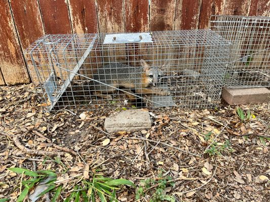 Austin’s Best Pest Control