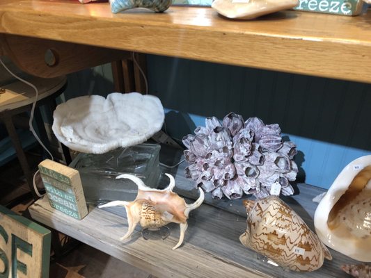 The Blue Mussel by null