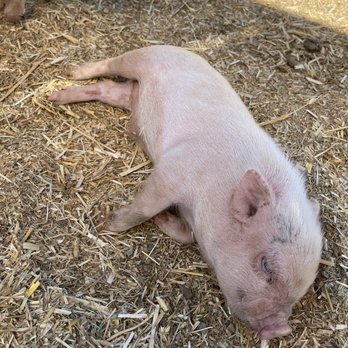 SoCalMiniPigs - Just one of the many cuties :) - Pet Breeders Near Me - Valley Center, California SoCalMiniPigs - Just one of the many cuties :) - Pet Breeders Near Me - Valley Center, California