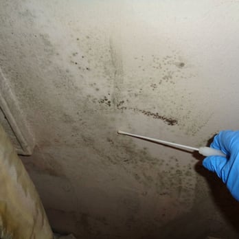 Apex Mold Specialists - Damage Restoration Near Me - Brooklyn, New York