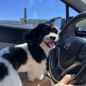 petbar Boutique Arcadia - A small black and white puppy is sitting on a person's lap in a car, with its tongue out and looking outside through the window. - Pet Groomers Near Me - Phoenix, Arizona