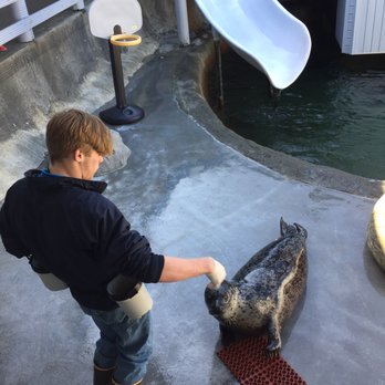 Ocean World - Seal showing off tricks! - Aquariums Near Me - Crescent City, California