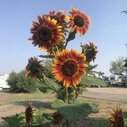 Pinon RV Park