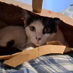 Warner Avenue Animal Hospital - Lillybett in a trader Joe's bag. Ready to attack