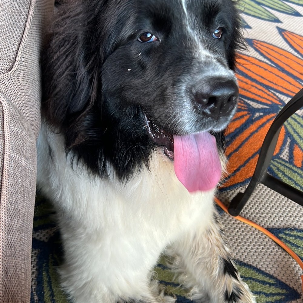 Gracious Grooming Mobile Pet Salon - This is the big girl who got a pedi. - Pet Groomers Near Me - Mountain Home, Texas Gracious Grooming Mobile Pet Salon - This is the big girl who got a pedi. - Pet Groomers Near Me - Mountain Home, Texas