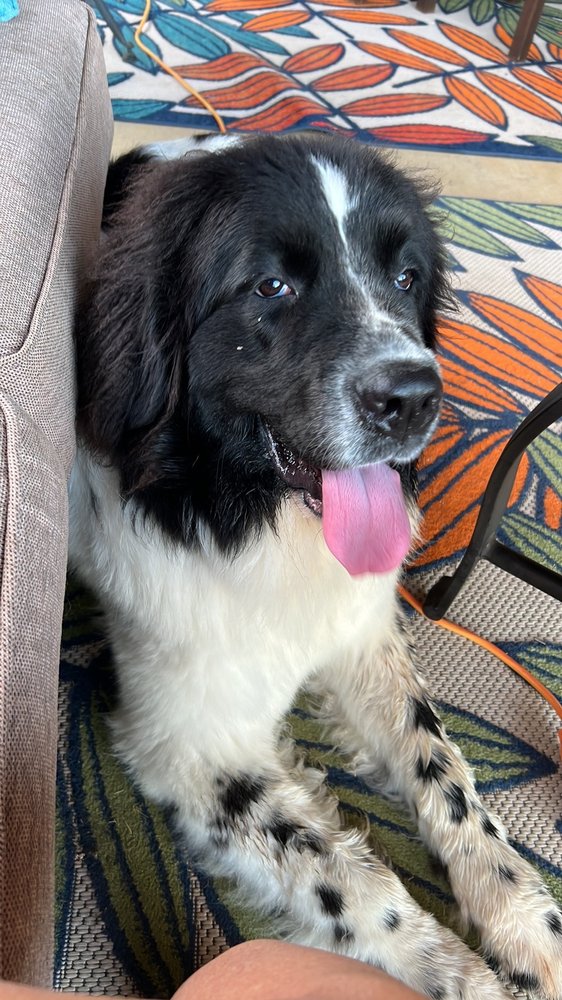 GRACIOUS GROOMING MOBILE PET SALON Updated October 2024 11 Reviews