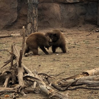 Bearizona - Zoos Near Me - Williams, Arizona