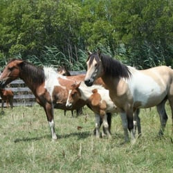 Chincoteague Natural History Association - Chincoteague Wild Ponies viewed from CNHA bus Tour