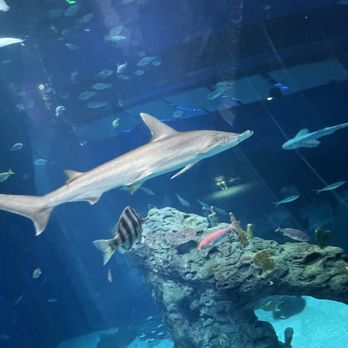 Mississippi Aquarium - Aquariums Near Me - Gulfport, Mississippi