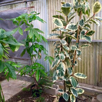 Village Gardener - Yellow rubber leaf - Gardeners Near Me - carpinteria, California Village Gardener - Yellow rubber leaf - Gardeners Near Me - carpinteria, California