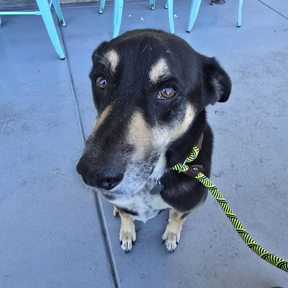 Another Broken Egg Cafe - Bandit for the cuteness loving the dog-friendly patio - American Near Me - Gilbert, Arizona