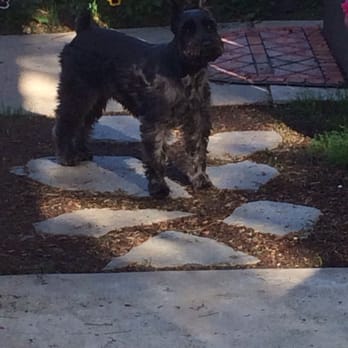k9champ Mobile Grooming - Samantha is looking to be groomed my Travis - Pet Groomers Near Me