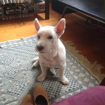 Paws In Paradise - This is my dog after the horrific haircut - Pet Groomers Near Me - Brooklyn, New York