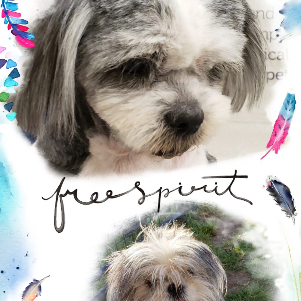 Petco - Pet Stores Near Me - San Antonio, Texas