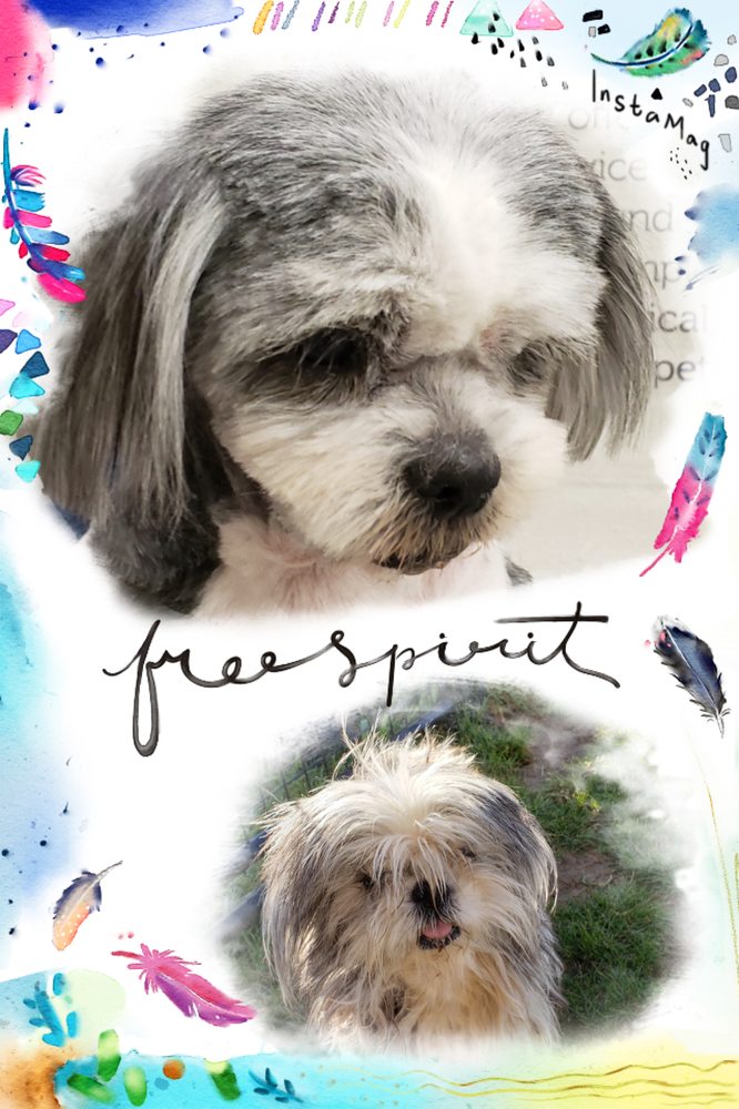 PETCO 17 Photos & 37 Reviews Pet Stores 125 NW Loop 410, San