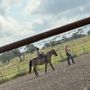 KB Equine