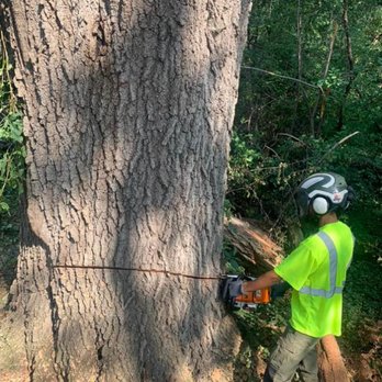 Peach Tree Care - Tree Services Near Me - Saint Paul, Minnesota Peach Tree Care - Tree Services Near Me - Saint Paul, Minnesota
