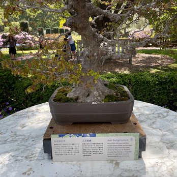Filoli - This Bonsai maple is 200-300 years old! - Botanical Gardens Near Me - Woodside, California