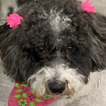 Pet Spa - Bella - Pet Groomers Near Me - Port Chester, New York Pet Spa - Bella - Pet Groomers Near Me - Port Chester, New York