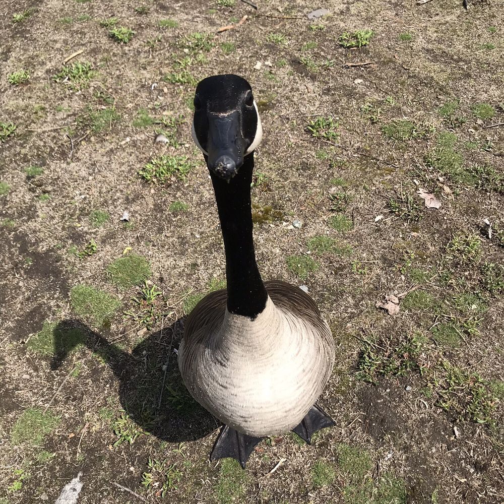 Horn Pond - What a cutie fella - Lakes Near Me - Woburn, Massachusetts Horn Pond - What a cutie fella - Lakes Near Me - Woburn, Massachusetts