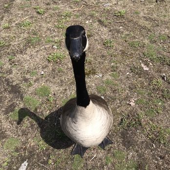 Horn Pond - What a cutie fella - Lakes Near Me - Woburn, Massachusetts Horn Pond - What a cutie fella - Lakes Near Me - Woburn, Massachusetts