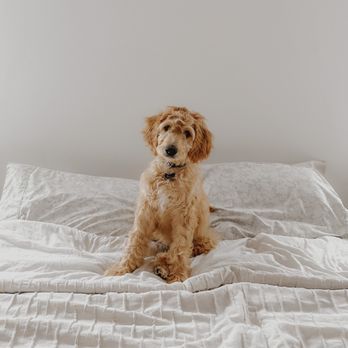 The Three Sisters Photography - Book your fur babies session! Pet friendly!!! - Session Photography Near Me The Three Sisters Photography - Book your fur babies session! Pet friendly!!! - Session Photography Near Me