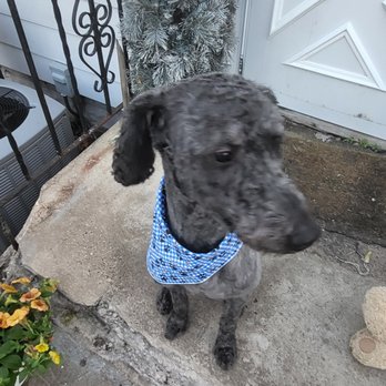 Gordon's Grooming - Luke's his scarf - Pet Groomers Near Me - Granger, Indiana Gordon's Grooming - Luke's his scarf - Pet Groomers Near Me - Granger, Indiana