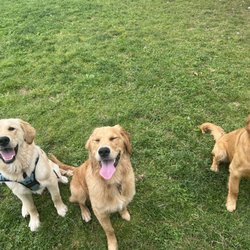 Colonial Park Dog Park - three golden retrievers at colonial dog park