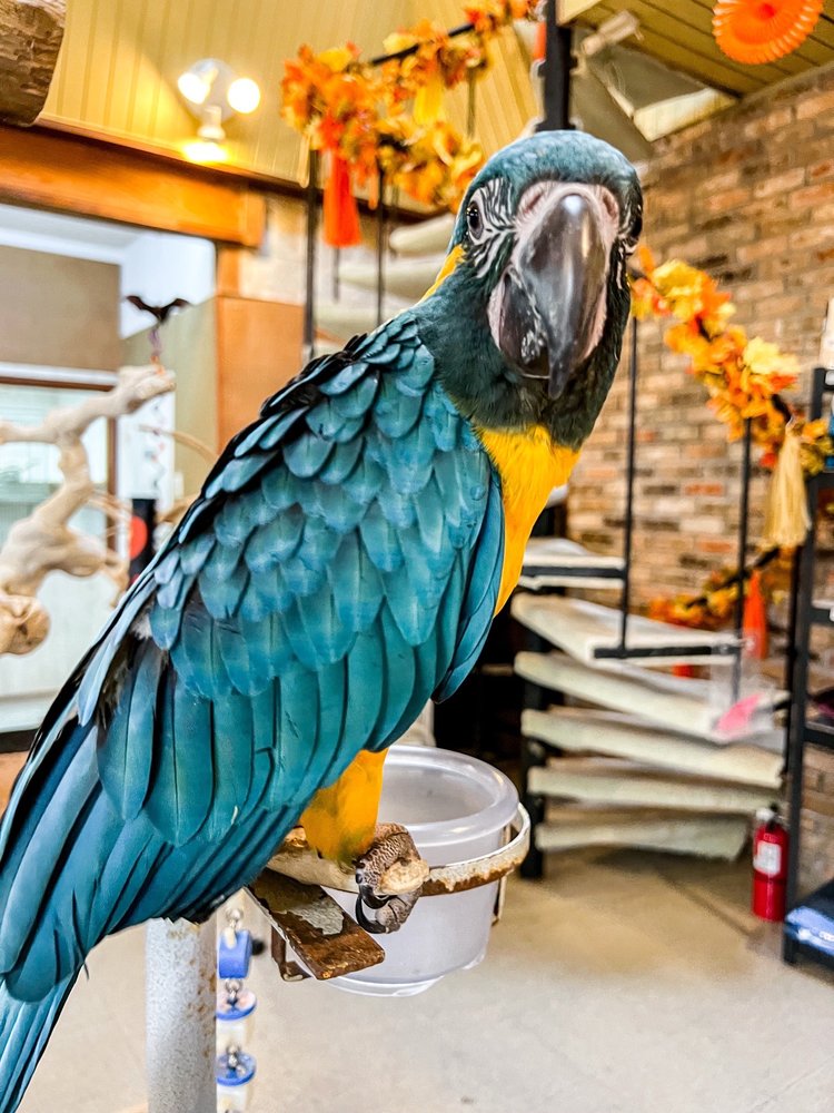 KOOKABURRA BIRD SHOP Updated September 2024 24 Photos & 49 Reviews