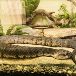 Cottonmouth